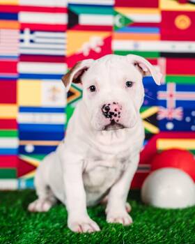 Kane -  American Bulldog Dog for Adoption in Avon, Connecticut - Kane | PetCurious