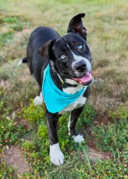 Blu -  Husky Dog for Adoption in Lisbon, Iowa - Blu | PetCurious