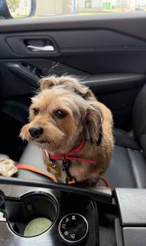 Penny -  Yorkshire Terrier and Chihuahua Dog for Adoption in Cedar Rapids, Iowa - Penny | PetCurious