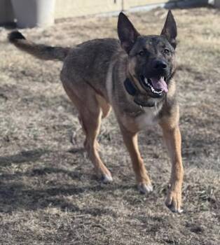 German Shepherd Dog Dogs Available for Adoption - Rocky | PetCurious