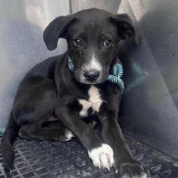 Canon -  Mixed Breed Dog for Adoption in Nashville, Tennessee - Canon | PetCurious