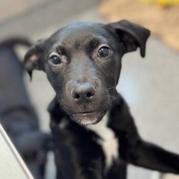 Labrador Retriever and Mixed Breed Dogs Available for Adoption in Atlanta, Georgia - Maria | PetCurious
