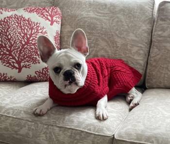 Moose -  French Bulldog Dog for Adoption in Closter, New Jersey - Moose | PetCurious