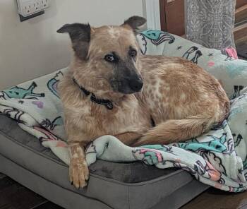 Australian Cattle Dog Blue Heeler Dogs Available for Adoption in Plymouth, Michigan - Lissy 1376 | PetCurious
