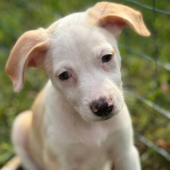 Rescue Pointer Dogs for Adoption in Muscatine, Iowa - Eve | PetCurious