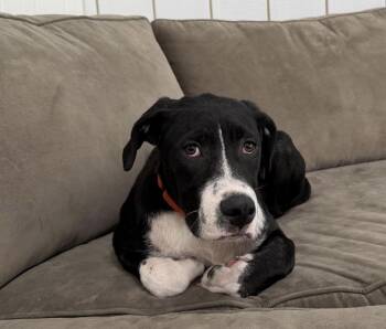 Hound Dogs Available for Adoption in Kutztown, Pennsylvania - Scout | PetCurious
