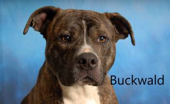 Pit Bull Terrier Dogs Available for Adoption in Mount Vernon, Ohio - Buckwald | PetCurious