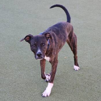 Mixed Breed Dogs Available for Adoption in Port Washington, New York - Chase | PetCurious