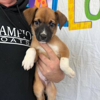 Wade -  Labrador Retriever and Australian Shepherd Dog for Adoption in Normal, Illinois - Wade | PetCurious