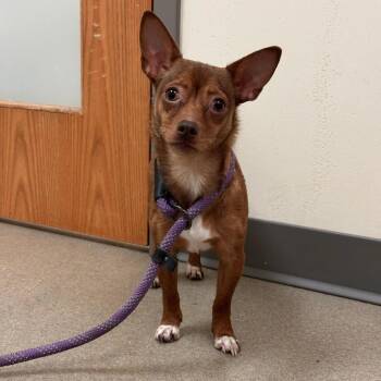 Purr -  Chihuahua Dog for Adoption in Lynchburg, Virginia - Purr | PetCurious