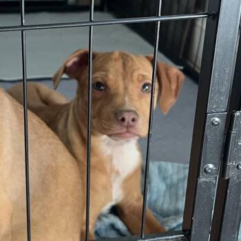 Hound and Mixed Breed Dogs Available for Adoption - Ember | PetCurious