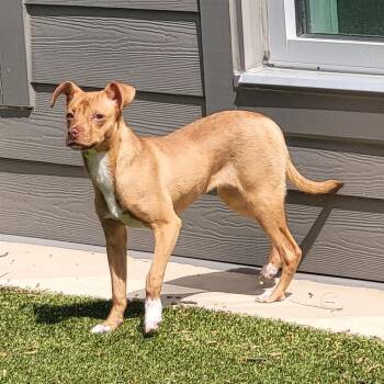Mixed Breed Dogs Available for Adoption in Greensboro, North Carolina - Raleigh | PetCurious