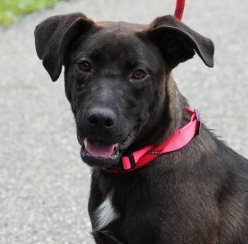Shepherd and Belgian Shepherd Malinois Dogs Available for Adoption in Millfield, Ohio - Ariel | PetCurious