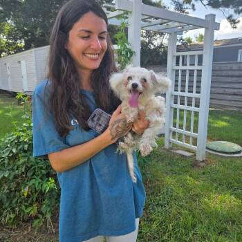 Momo Sugar -  Maltese and Mixed Breed Dog for Adoption in Houston, Texas - Momo Sugar | PetCurious