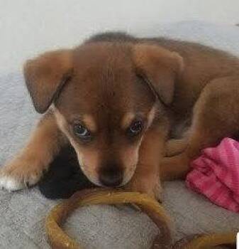 Shepherd and Australian Cattle Dog Blue Heeler Dogs Available for Adoption in Winter Park, Colorado - Isaiah | PetCurious
