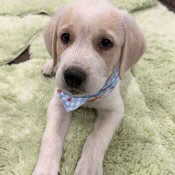 Aphrodite -  Labrador Retriever Dog for Adoption in Tunica, Mississippi - Aphrodite | PetCurious