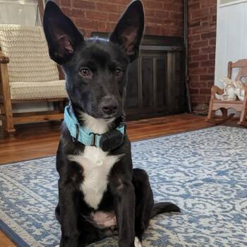 Mixed Breed Dogs Available for Adoption - Venus | PetCurious