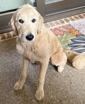 Charlie -  Goldendoodle Dog for Adoption in Dallas, Texas - Charlie | PetCurious