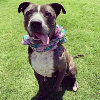 Rescue Pit Bull Terrier Dogs for Adoption in Lubbock, Texas - Jolie | PetCurious