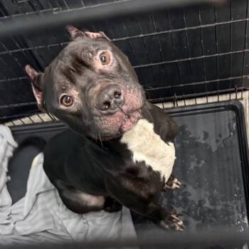 Rescue Terrier Dogs for Adoption in St. Louis, Missouri - Gossip | PetCurious