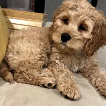 Cockapoo Dogs Available for Adoption in West Islip, New York - Deuce | PetCurious