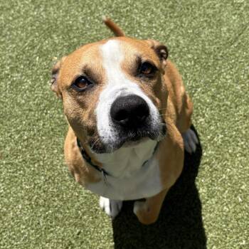 Mixed Breed Dogs Available for Adoption in Greensboro, North Carolina - Ollie | PetCurious