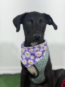 Black Labrador Retriever and Mixed Breed Dogs Available for Adoption in Carlsbad, California - Annie-One Of Our Amazing Rescue Dogs | PetCurious