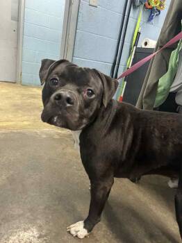 Rescue Pit Bull Terrier Dogs for Adoption in Evansville, Indiana - Oscar | PetCurious