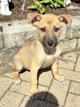 Shepherd Dogs Available for Adoption - Lockwood | PetCurious