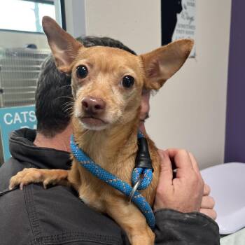 Chihuahua Dogs Available for Adoption - Celeste | PetCurious