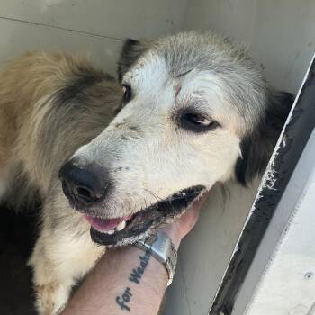 Novella -  Shepherd and Mixed Breed Dog for Adoption in Pine Bluff, Arkansas - Novella | PetCurious