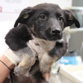 Australian Cattle Dog Blue Heeler and Belgian Shepherd Malinois Dogs Available for Adoption in Hattiesburg, Mississippi - Peach Cobbler | PetCurious