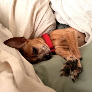 Chihuahua Dogs Available for Adoption - Pepita | PetCurious