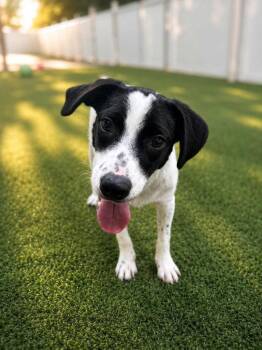 Cricket -  Labrador Retriever and Hound Dog for Adoption in Bloomfield, Connecticut - Cricket | PetCurious