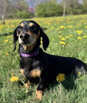 Dachshund Dogs Available for Adoption in Xenia, Ohio - Boo | PetCurious