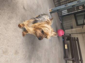 Yorkshire Terrier Dogs Available for Adoption in Plano, Texas - Dude | PetCurious