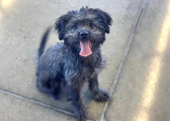 Poodle and Mixed Breed Dogs Available for Adoption in Santa Clara, California - TURBO | PetCurious