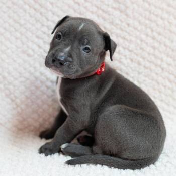 Black Labrador Retriever and Rottweiler Dogs Available for Adoption in Fulton, Missouri - Mulligan | PetCurious