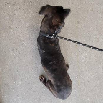 Barkley -  Mixed Breed Dog for Adoption in Las Cruces, New Mexico - Barkley | PetCurious
