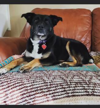 Rescue Australian Shepherd and Australian Cattle Dog Blue Heeler Dogs for Adoption in Indianapolis, Indiana - Filly | PetCurious
