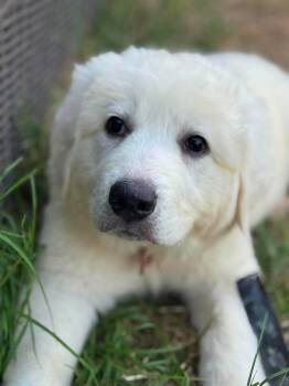 Nancy Drew -  Great Pyrenees Dog for Adoption in Kiowa, Oklahoma - Nancy Drew | PetCurious