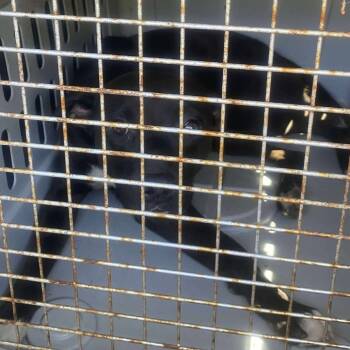 Rescue Mixed Breed Dogs for Adoption in Huntington, West Virginia - Dash | PetCurious