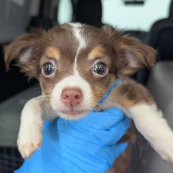 Briar -  Mixed Breed Dog for Adoption in Dekalb, Illinois - Briar | PetCurious