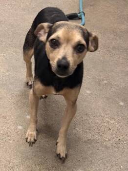 Gordon -  Chihuahua Dog for Adoption in Cleveland, Ohio - Gordon | PetCurious