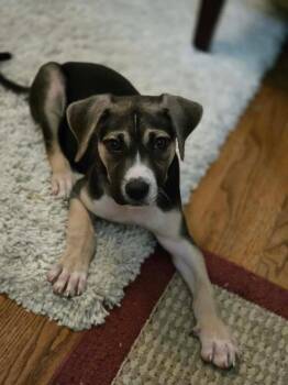 Labrador Retriever and Shepherd Dogs Available for Adoption - Polo | PetCurious