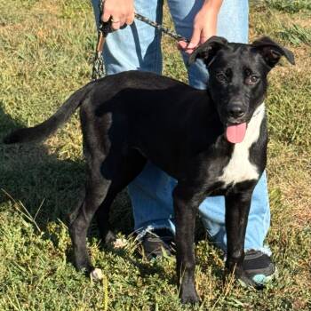 Ginger -  German Shepherd Dog and Mixed Breed Dog for Adoption in Nashville, Indiana - Ginger | PetCurious
