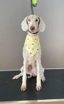 Standard Poodle Dogs Available for Adoption - Journey | PetCurious