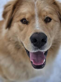 Husky and Mixed Breed Dogs Available for Adoption in Hawkestone, Ontario - Leo | PetCurious