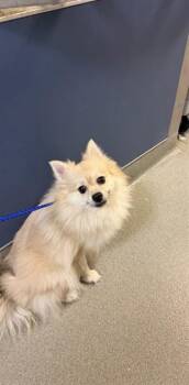 TAXI -  Pomeranian Dog for Adoption in Doral, Florida - TAXI | PetCurious