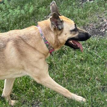 Belgian Shepherd Malinois and German Shepherd Dog Dogs Available for Adoption in Austin, Texas - Zoey | PetCurious